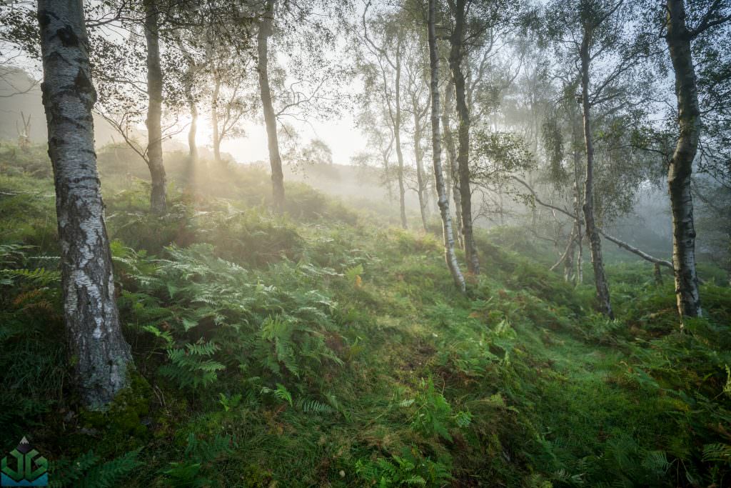 Bolehill Woods in the Fog - Peak District Photography