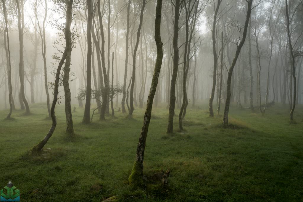Bolehill Woods in the Fog - Peak District Photography
