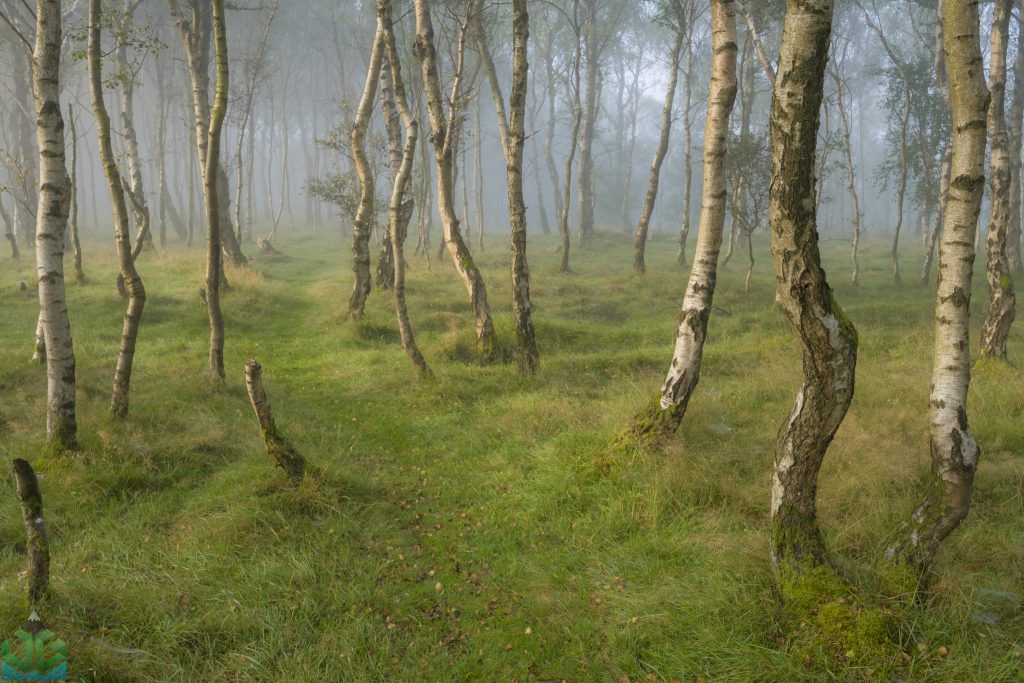 Bolehill Woods in the Fog - Peak District Photography