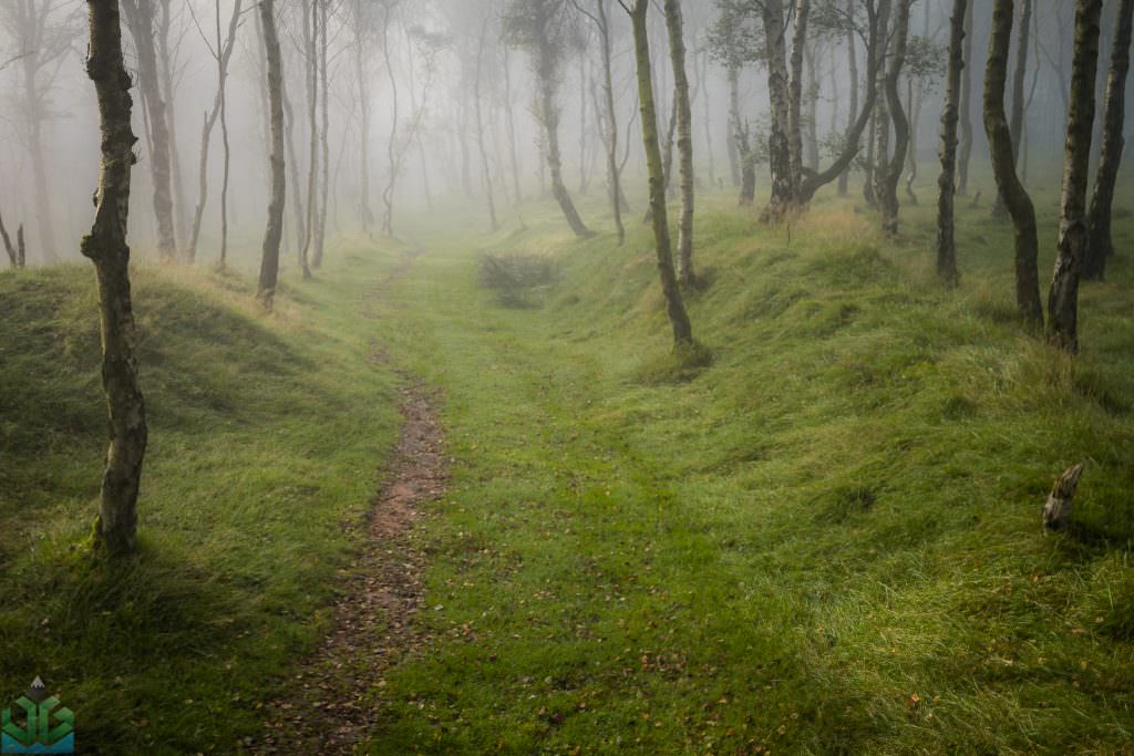 Bolehill Woods in the Fog - Peak District Photography