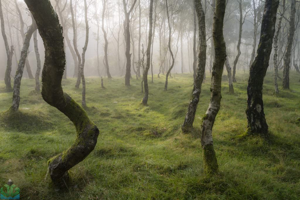 Bolehill Woods in the Fog - Peak District Photography