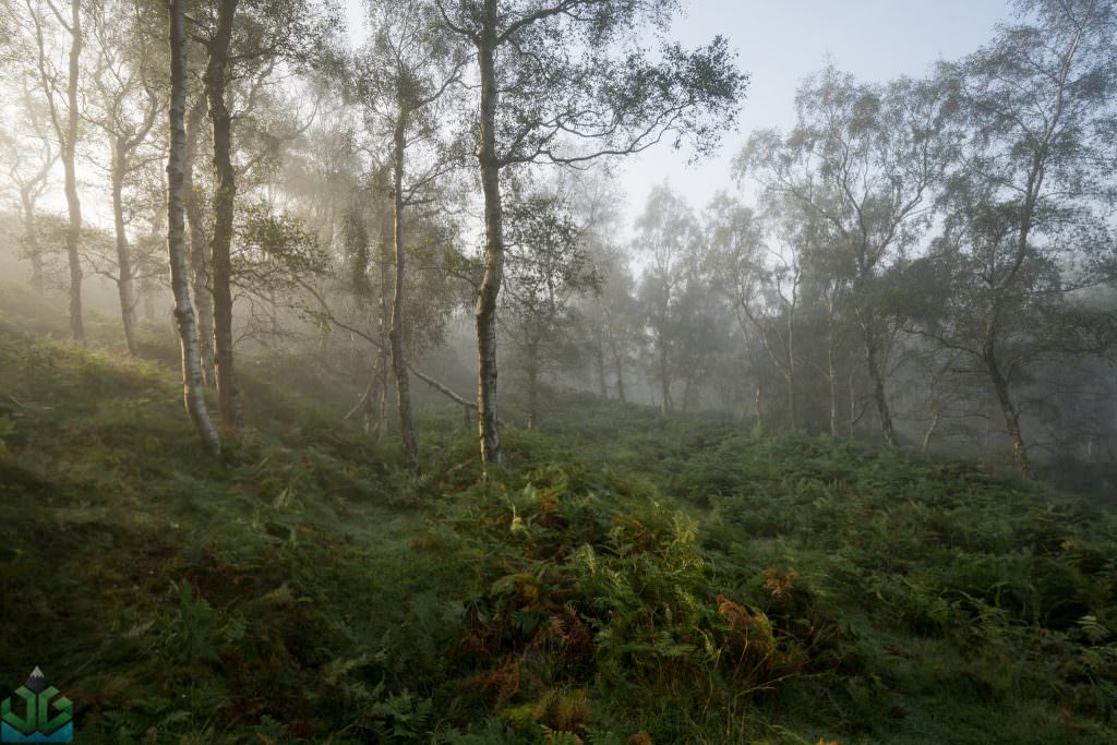 Bolehill Woods in the Fog - Peak District Photography