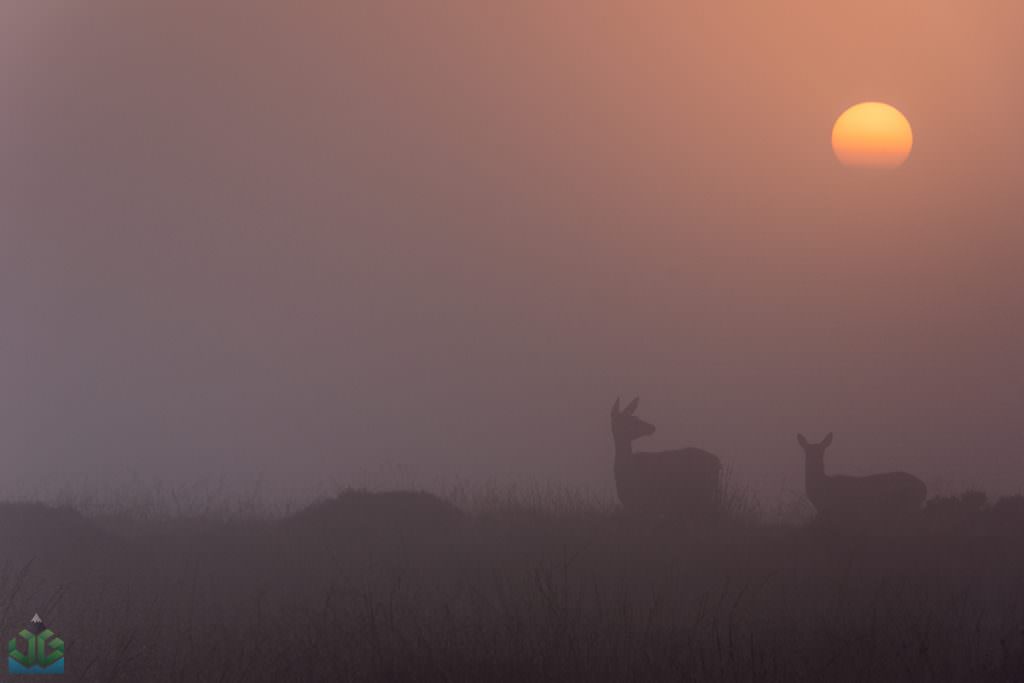 Deers on Curbar Edge - Autumn In The Peak District