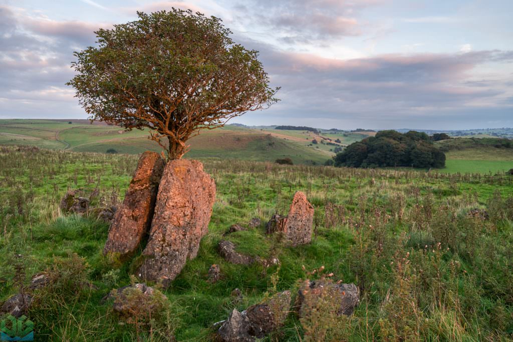 Roystone Rocks. A Weird and wonderful place. While photographing the sunset there, I was taken back by the red light hitting these two slabs of rock with the tree growing out of them. I also loved the soft light hitting the distance. Such a unique place.