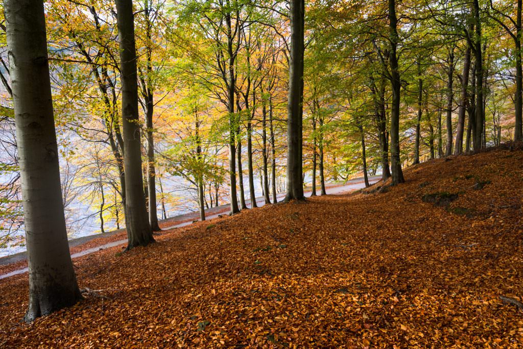 Derwent Reservoir Autumn - Photography Workshop