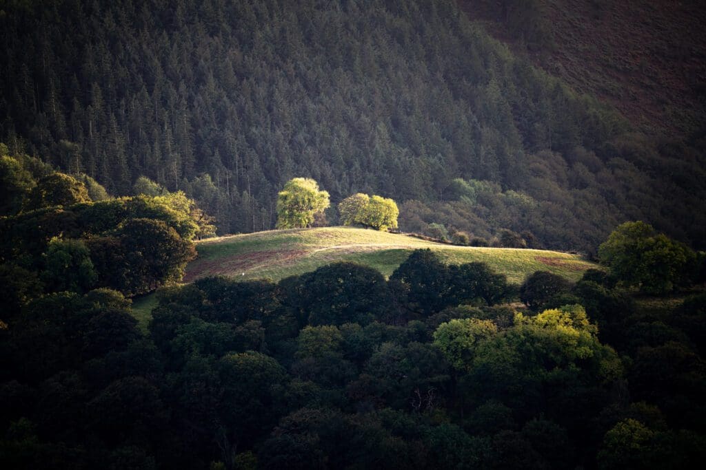 Llangollen Trees - Llangollen Photography Workshop