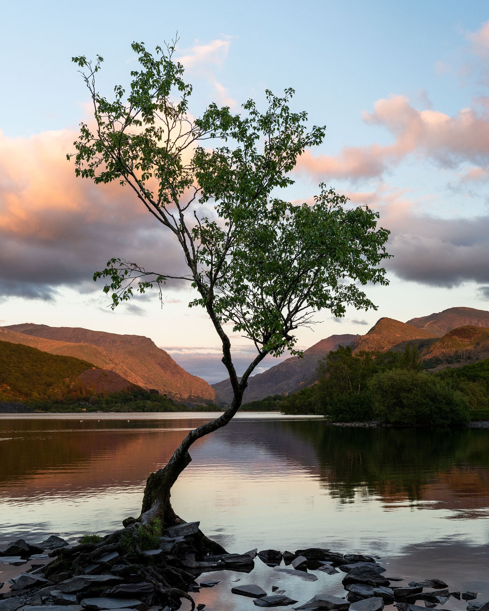 Lone Tree at Llyn Padarn - Eryri - Wales Landscape Photography