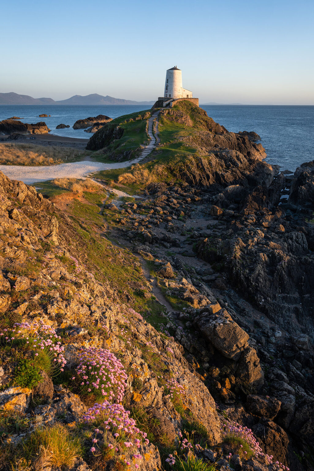 Sea Thrift Sunset at Llandwyn Island - Anglesey - Wales Landscape Photography