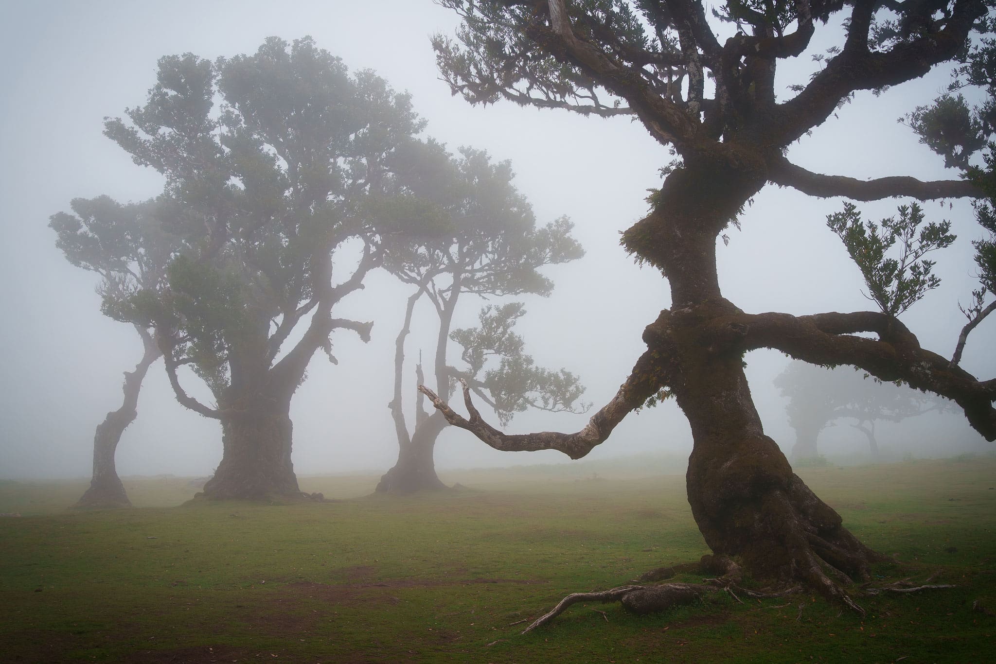 Witch Tree - Fanal Forest - Madeira Landscape Photography